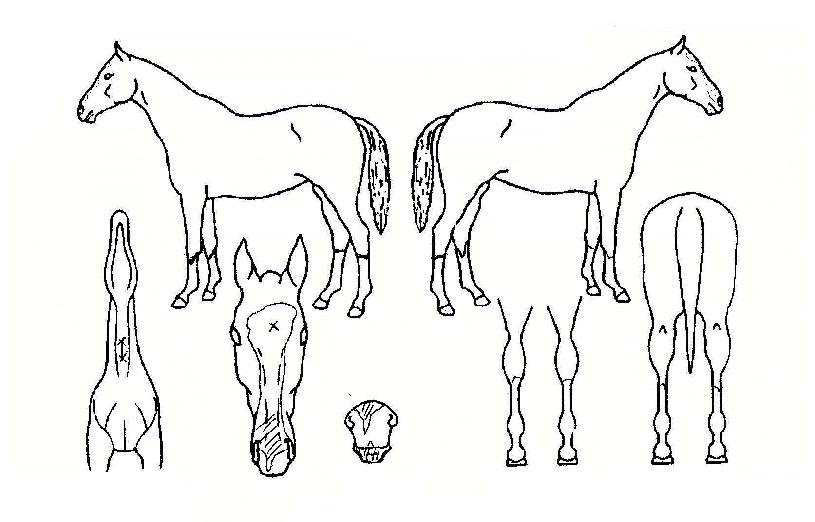 �̷��� ����,���,�޸�,�λ�,�ٸ��� Ư¡����