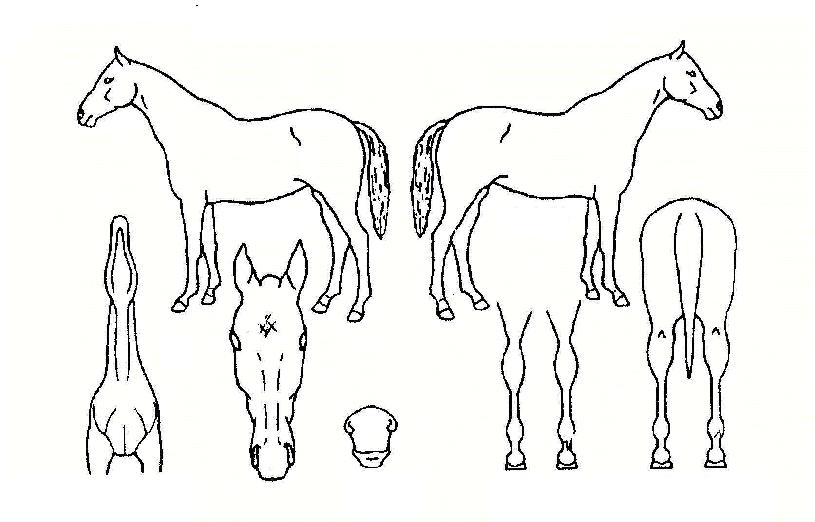 ºñÄ¡¼±ÀÚ¸¶ÀÇ Ãø¸é,¿ì¸é,µÞ¸é,µÎ»ó,´Ù¸®ÀÇ Æ¯Â¡µµÇØ