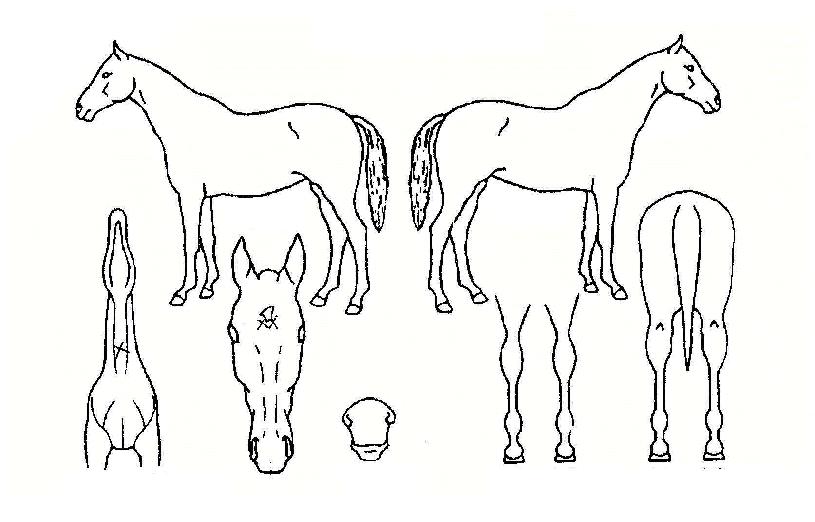 ½º¸¶Æ®¿ùµåÀÇ Ãø¸é,¿ì¸é,µÞ¸é,µÎ»ó,´Ù¸®ÀÇ Æ¯Â¡µµÇØ