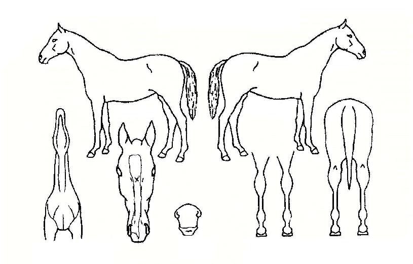 ºò¿ìÆÛÀÇ Ãø¸é,¿ì¸é,µÞ¸é,µÎ»ó,´Ù¸®ÀÇ Æ¯Â¡µµÇØ