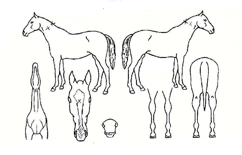 ¿À¸¶ÀÌ·±ÀÇ Ãø¸é,¿ì¸é,µÞ¸é,µÎ»ó,´Ù¸®ÀÇ Æ¯Â¡µµÇØ