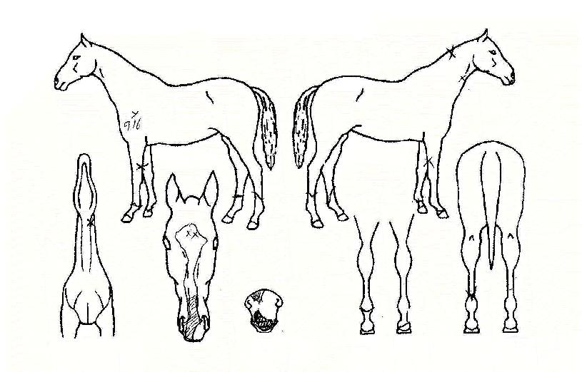 õ��Ϸ��� ����,���,�޸�,�λ�,�ٸ��� Ư¡����