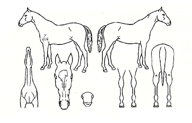 �������ڸ��� ����,���,�޸�,�λ�,�ٸ��� Ư¡����