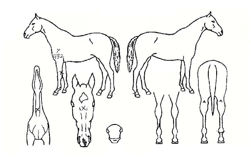 ����Ĺ�� ����,���,�޸�,�λ�,�ٸ��� Ư¡����