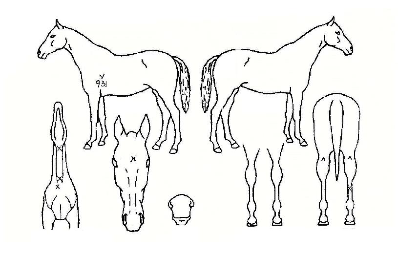 ��¸����� ����,���,�޸�,�λ�,�ٸ��� Ư¡����