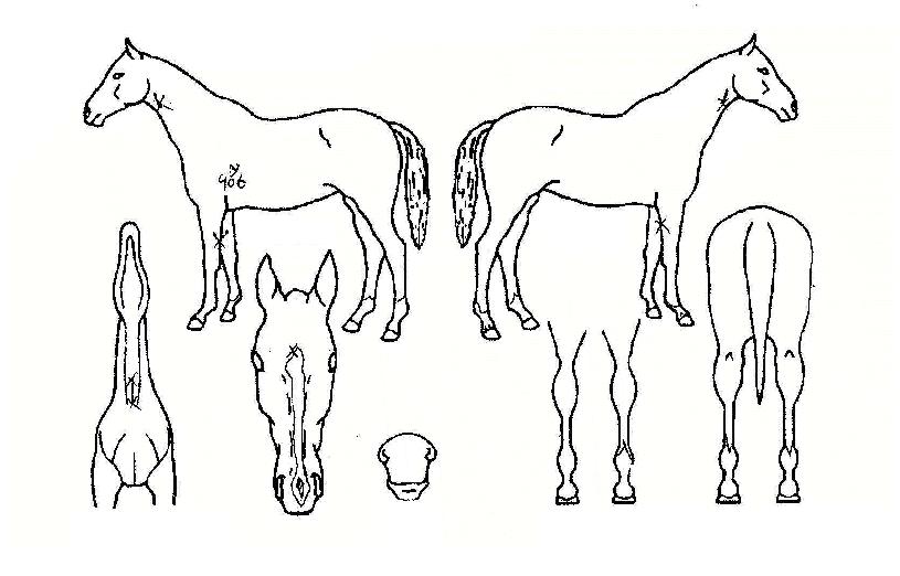 º£Å͹öµåÀÚ¸¶ÀÇ Ãø¸é,¿ì¸é,µÞ¸é,µÎ»ó,´Ù¸®ÀÇ Æ¯Â¡µµÇØ