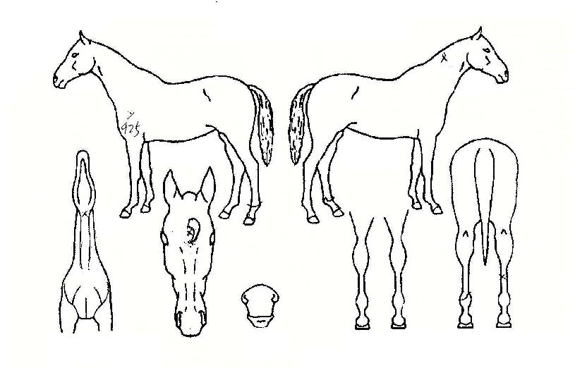 À§´×¼¾½ºÀÇ Ãø¸é,¿ì¸é,µÞ¸é,µÎ»ó,´Ù¸®ÀÇ Æ¯Â¡µµÇØ