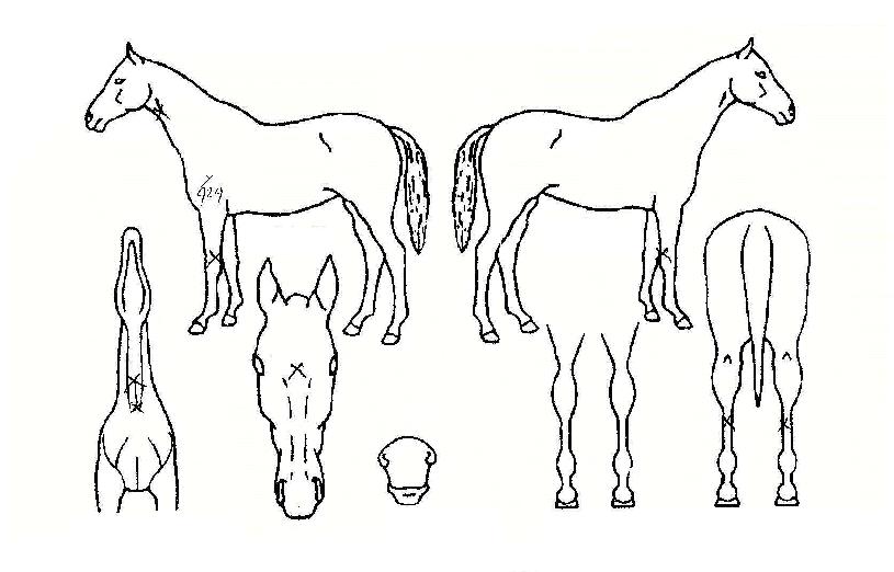 Àý´ë°íµ¶ÀÇ Ãø¸é,¿ì¸é,µÞ¸é,µÎ»ó,´Ù¸®ÀÇ Æ¯Â¡µµÇØ