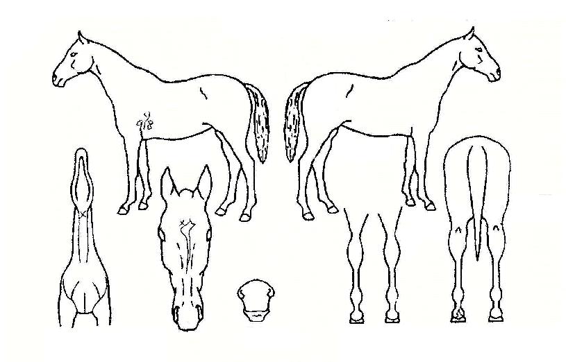 ¸Þ°¡¾²³ª¹ÌÀÇ Ãø¸é,¿ì¸é,µÞ¸é,µÎ»ó,´Ù¸®ÀÇ Æ¯Â¡µµÇØ