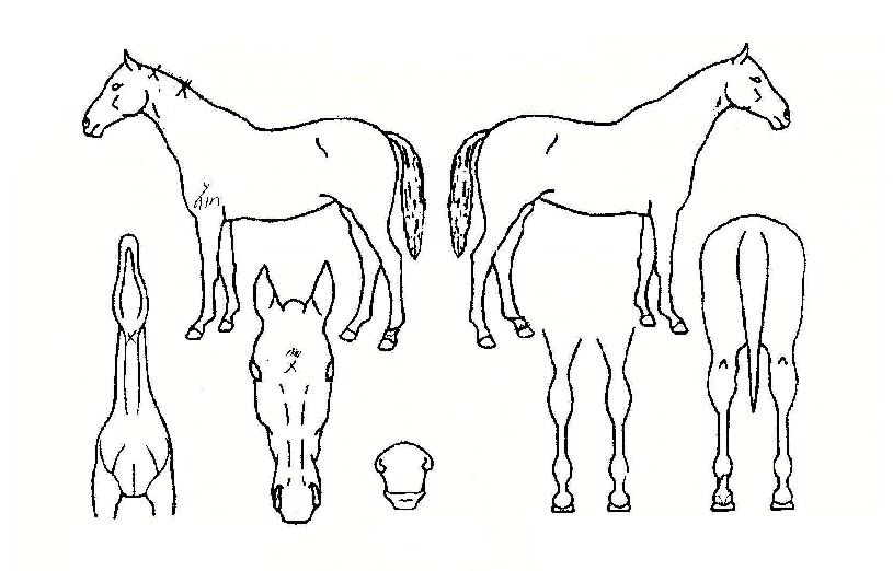 ±ÝºûÁøÁÖÀÇ Ãø¸é,¿ì¸é,µÞ¸é,µÎ»ó,´Ù¸®ÀÇ Æ¯Â¡µµÇØ