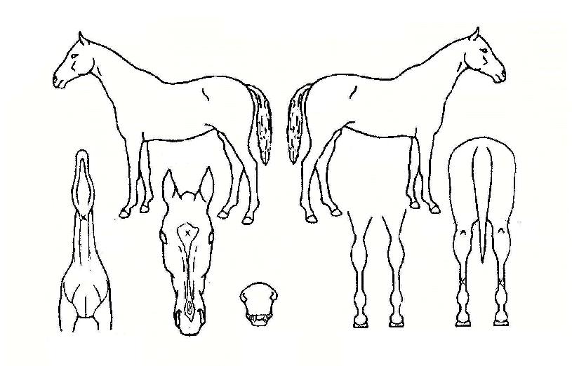 Ä«¸®½ºÀÇ Ãø¸é,¿ì¸é,µÞ¸é,µÎ»ó,´Ù¸®ÀÇ Æ¯Â¡µµÇØ