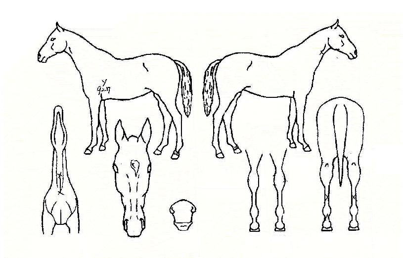 ������� ����,���,�޸�,�λ�,�ٸ��� Ư¡����