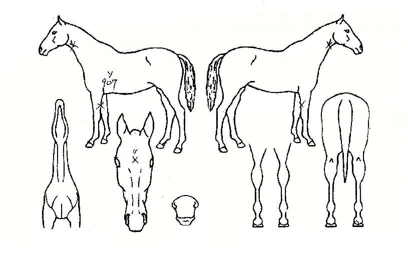 ͏®Ä¿Æ®½ÃÀÇ Ãø¸é,¿ì¸é,µÞ¸é,µÎ»ó,´Ù¸®ÀÇ Æ¯Â¡µµÇØ