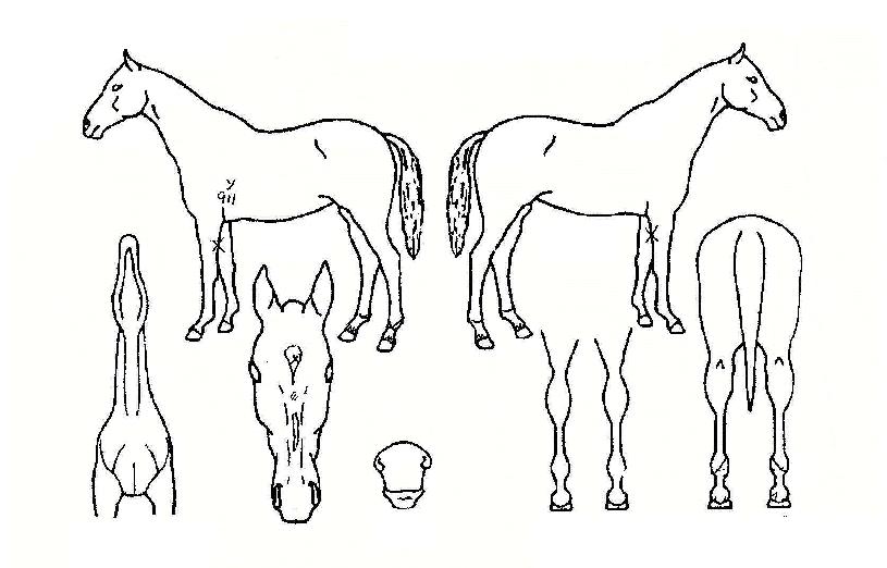 �������� ����,���,�޸�,�λ�,�ٸ��� Ư¡����