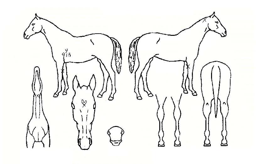 °Ù´õº£½ºÆ®ÀÇ Ãø¸é,¿ì¸é,µÞ¸é,µÎ»ó,´Ù¸®ÀÇ Æ¯Â¡µµÇØ