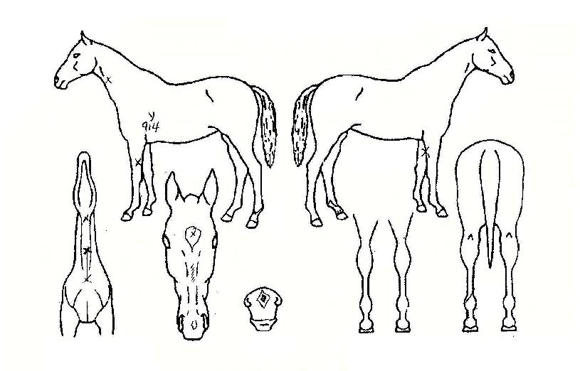 ���̴�ǻó�� ����,���,�޸�,�λ�,�ٸ��� Ư¡����