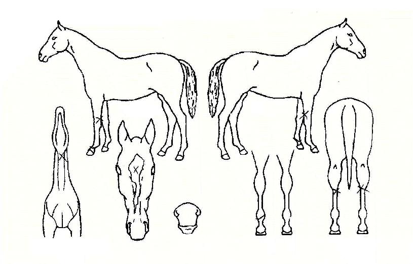 ¸í´í¼ÀÇ Ãø¸é,¿ì¸é,µÞ¸é,µÎ»ó,´Ù¸®ÀÇ Æ¯Â¡µµÇØ