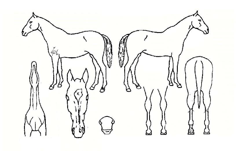 ´ë¸íÃß¿ùÀÇ Ãø¸é,¿ì¸é,µÞ¸é,µÎ»ó,´Ù¸®ÀÇ Æ¯Â¡µµÇØ