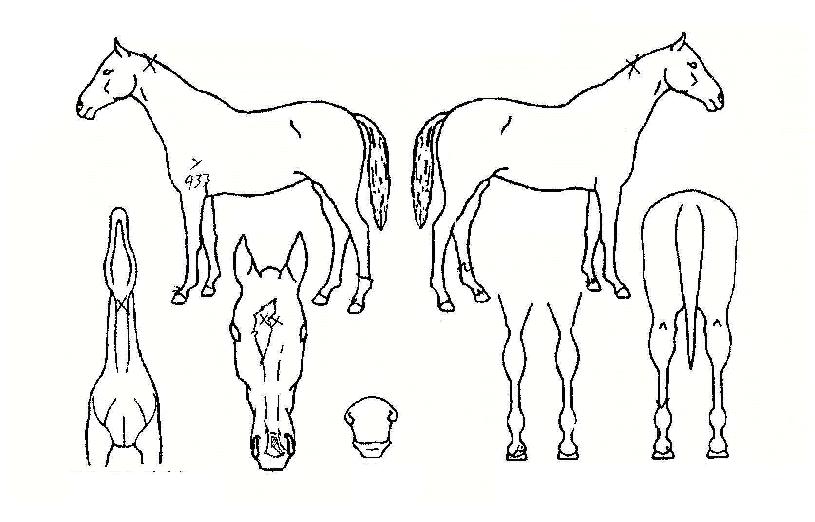 ��Ÿ���� ����,���,�޸�,�λ�,�ٸ��� Ư¡����