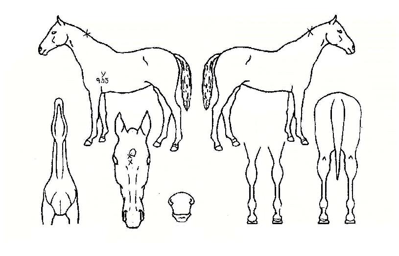 ÇÁ·»Ä¡Å°½ºÀÇ Ãø¸é,¿ì¸é,µÞ¸é,µÎ»ó,´Ù¸®ÀÇ Æ¯Â¡µµÇØ