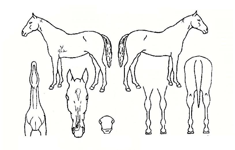 û������� ����,���,�޸�,�λ�,�ٸ��� Ư¡����