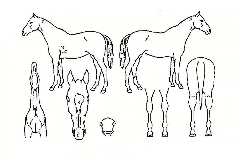 Ŭ¶ó¸®¿ÂÀÇ Ãø¸é,¿ì¸é,µÞ¸é,µÎ»ó,´Ù¸®ÀÇ Æ¯Â¡µµÇØ