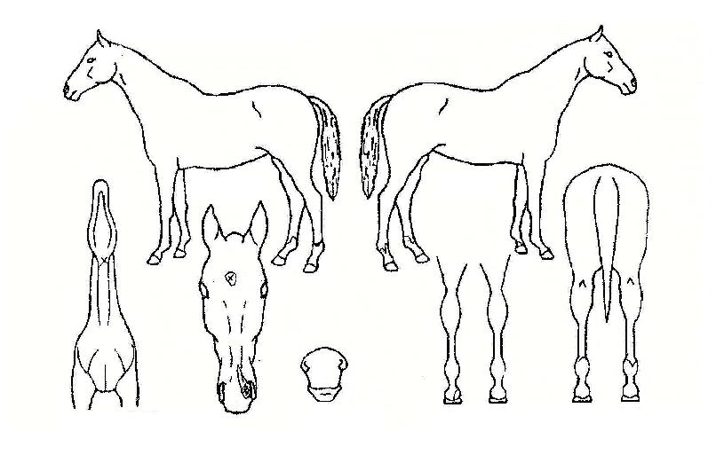 ¾ËÆÄ¸íÀåÀÇ Ãø¸é,¿ì¸é,µÞ¸é,µÎ»ó,´Ù¸®ÀÇ Æ¯Â¡µµÇØ