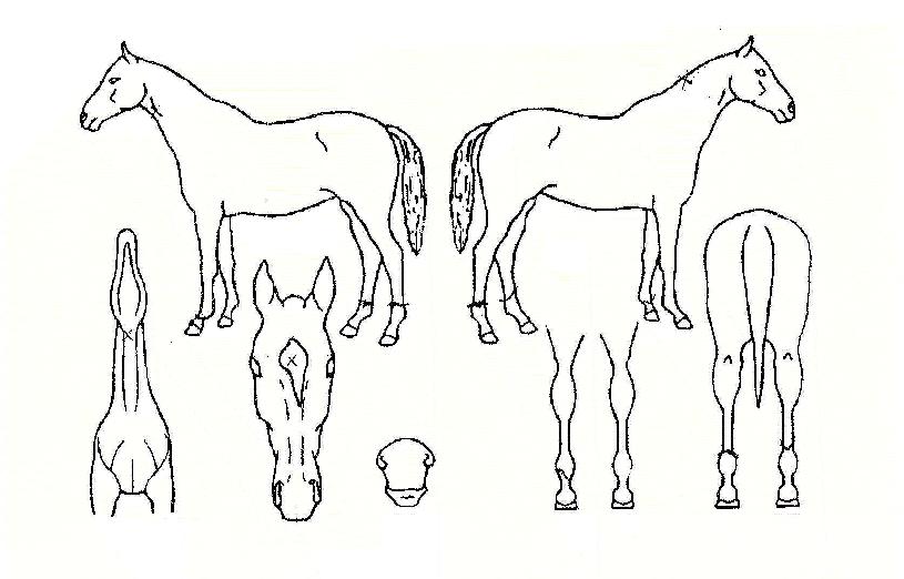 �ٶ��ǿ����� ����,���,�޸�,�λ�,�ٸ��� Ư¡����