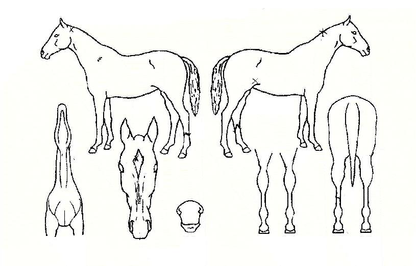 ��ī�� ����,���,�޸�,�λ�,�ٸ��� Ư¡����