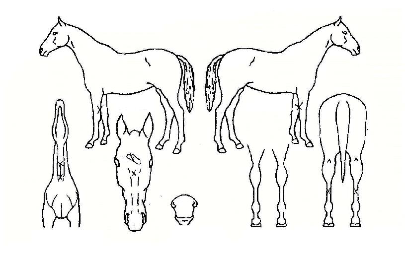 ��꿵���� ����,���,�޸�,�λ�,�ٸ��� Ư¡����