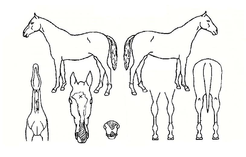 �츲������ ����,���,�޸�,�λ�,�ٸ��� Ư¡����