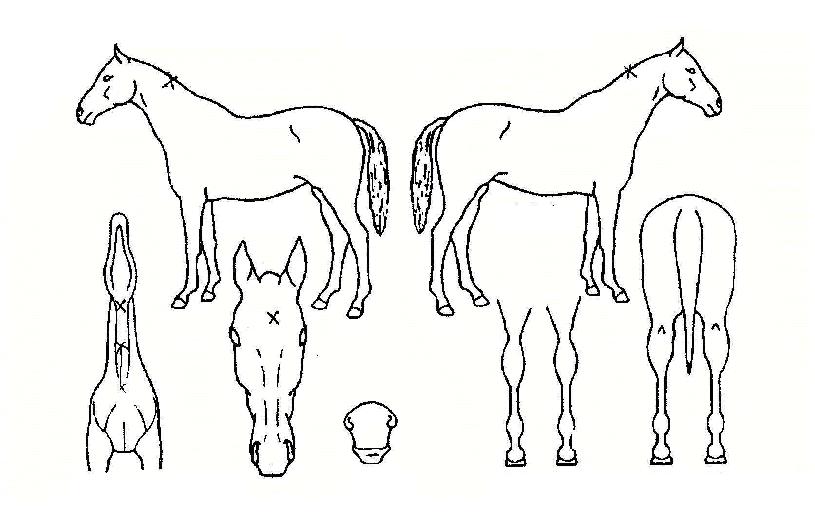 À¸¶ä¿©Á¦ÀÇ Ãø¸é,¿ì¸é,µÞ¸é,µÎ»ó,´Ù¸®ÀÇ Æ¯Â¡µµÇØ