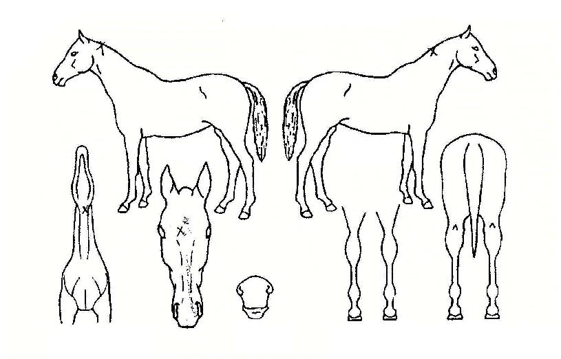 ���̷�Ʈ���� ����,���,�޸�,�λ�,�ٸ��� Ư¡����