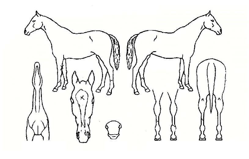 ���������� ����,���,�޸�,�λ�,�ٸ��� Ư¡����