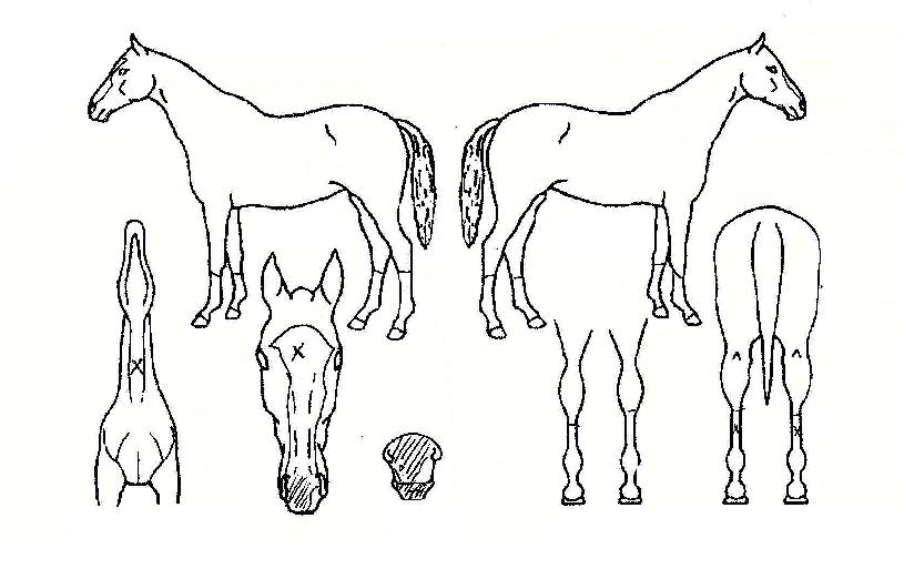 ÇÖÆ¼ÄÏÀÇ Ãø¸é,¿ì¸é,µÞ¸é,µÎ»ó,´Ù¸®ÀÇ Æ¯Â¡µµÇØ