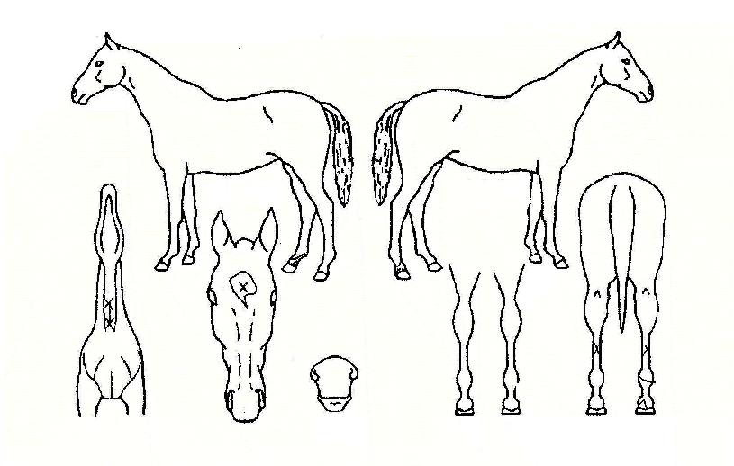 °¡¼ÓÇàÁøÀÇ Ãø¸é,¿ì¸é,µÞ¸é,µÎ»ó,´Ù¸®ÀÇ Æ¯Â¡µµÇØ