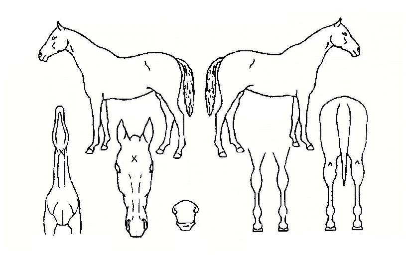 �޻찡���� ����,���,�޸�,�λ�,�ٸ��� Ư¡����