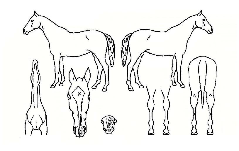 Á¶À̳ÊÇǽºÀÇ Ãø¸é,¿ì¸é,µÞ¸é,µÎ»ó,´Ù¸®ÀÇ Æ¯Â¡µµÇØ