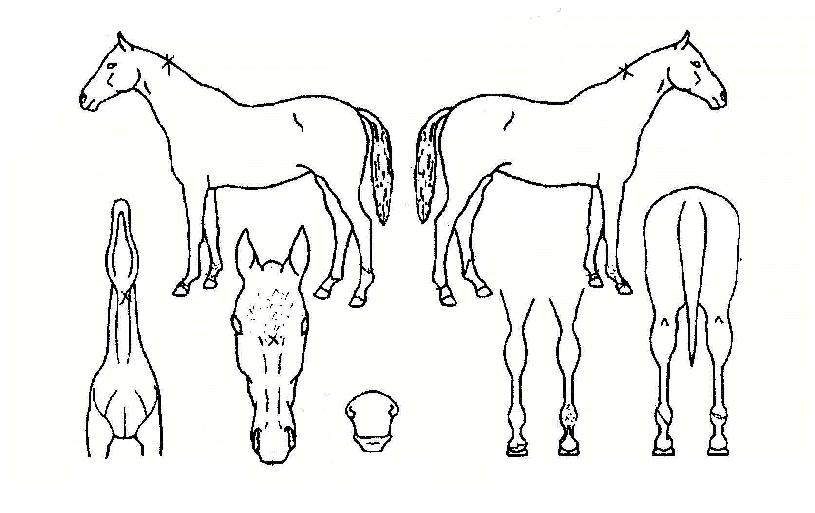 »þ¸»ÀÚ¸¶ÀÇ Ãø¸é,¿ì¸é,µÞ¸é,µÎ»ó,´Ù¸®ÀÇ Æ¯Â¡µµÇØ