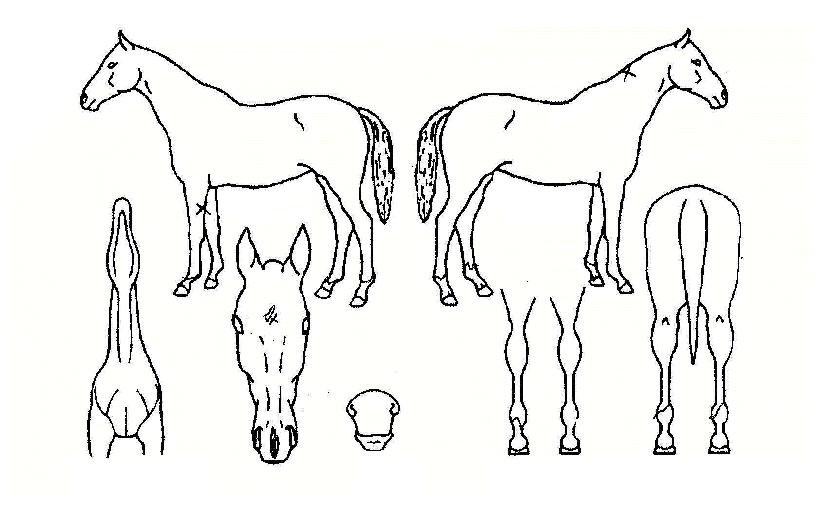 ¿Ü¼ÖºÀÀÇ Ãø¸é,¿ì¸é,µÞ¸é,µÎ»ó,´Ù¸®ÀÇ Æ¯Â¡µµÇØ