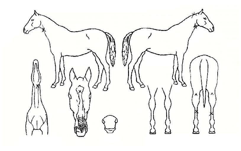 ¾ÈÁ¤¼ºÀÚ¸¶ÀÇ Ãø¸é,¿ì¸é,µÞ¸é,µÎ»ó,´Ù¸®ÀÇ Æ¯Â¡µµÇØ