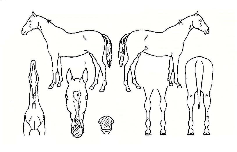 ¾îµµºÀÀÇ Ãø¸é,¿ì¸é,µÞ¸é,µÎ»ó,´Ù¸®ÀÇ Æ¯Â¡µµÇØ