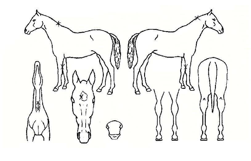 ·ÎÁƼ´ÏÀÇ Ãø¸é,¿ì¸é,µÞ¸é,µÎ»ó,´Ù¸®ÀÇ Æ¯Â¡µµÇØ