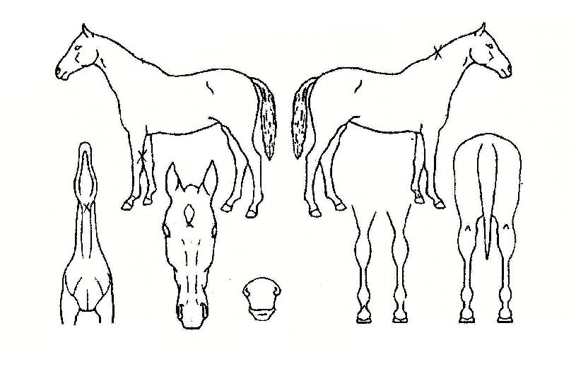 ½ºÅ¸½Ê¾îµåº¥Ã³ÀÚ¸¶ÀÇ Ãø¸é,¿ì¸é,µÞ¸é,µÎ»ó,´Ù¸®ÀÇ Æ¯Â¡µµÇØ