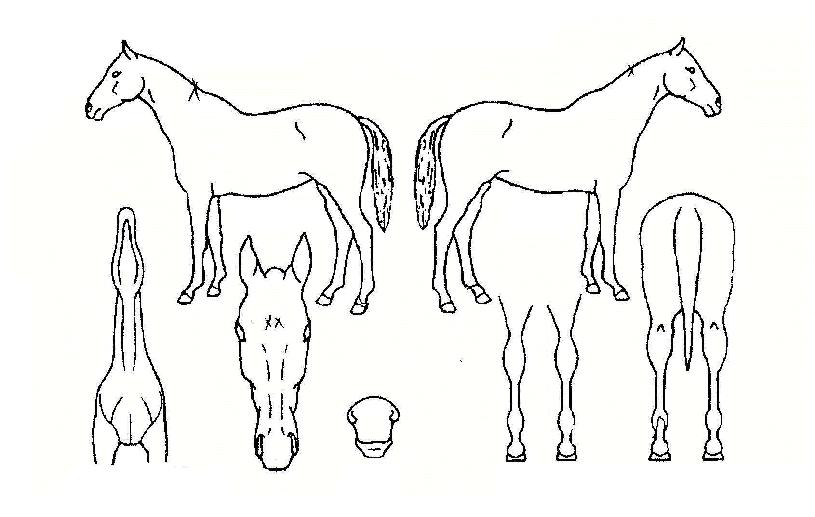 ������ ����,���,�޸�,�λ�,�ٸ��� Ư¡����