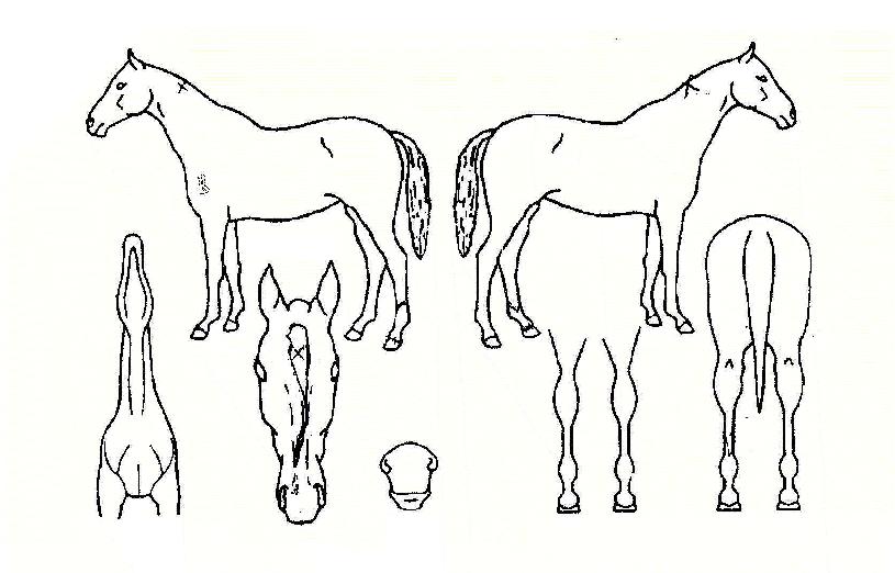 Æç·Î½º±Û·Î¸®ÀÇ Ãø¸é,¿ì¸é,µÞ¸é,µÎ»ó,´Ù¸®ÀÇ Æ¯Â¡µµÇØ