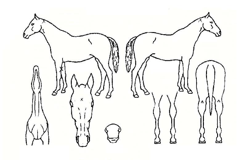 °úõ¸ÍÁÖÀÇ Ãø¸é,¿ì¸é,µÞ¸é,µÎ»ó,´Ù¸®ÀÇ Æ¯Â¡µµÇØ