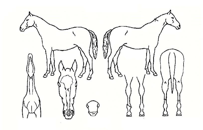 ��ħ���� ����,���,�޸�,�λ�,�ٸ��� Ư¡����