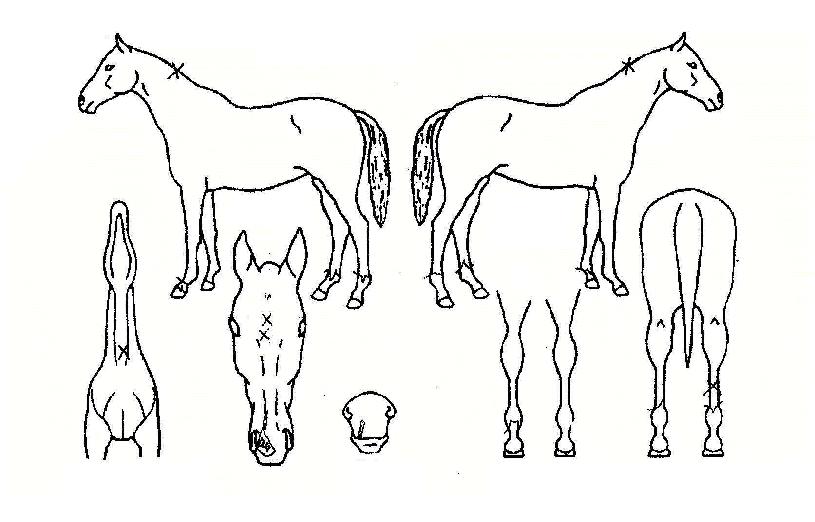 �����ٶ��ڸ��� ����,���,�޸�,�λ�,�ٸ��� Ư¡����