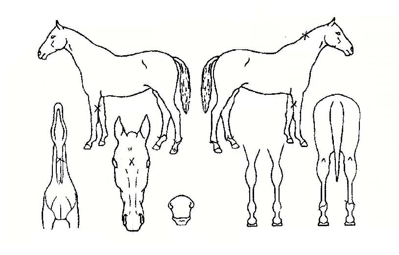 ±Ý°ºñ°æÀÇ Ãø¸é,¿ì¸é,µÞ¸é,µÎ»ó,´Ù¸®ÀÇ Æ¯Â¡µµÇØ